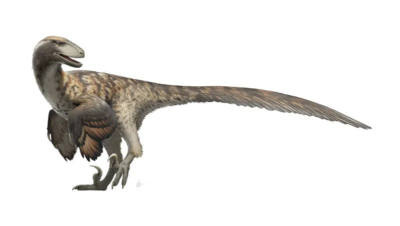 Otkriven Pernati „Raptor“ Jian changmaensis — Klizio Je Na Četiri Krila I Verovatno Lovio Ptice