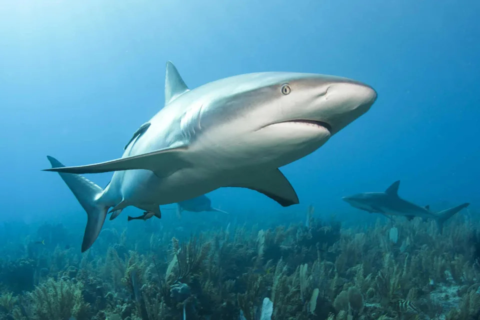 Study: Banning Shark Fishing Isn’t Enough — Food and Habitat Matter for Caribbean Reef Sharks