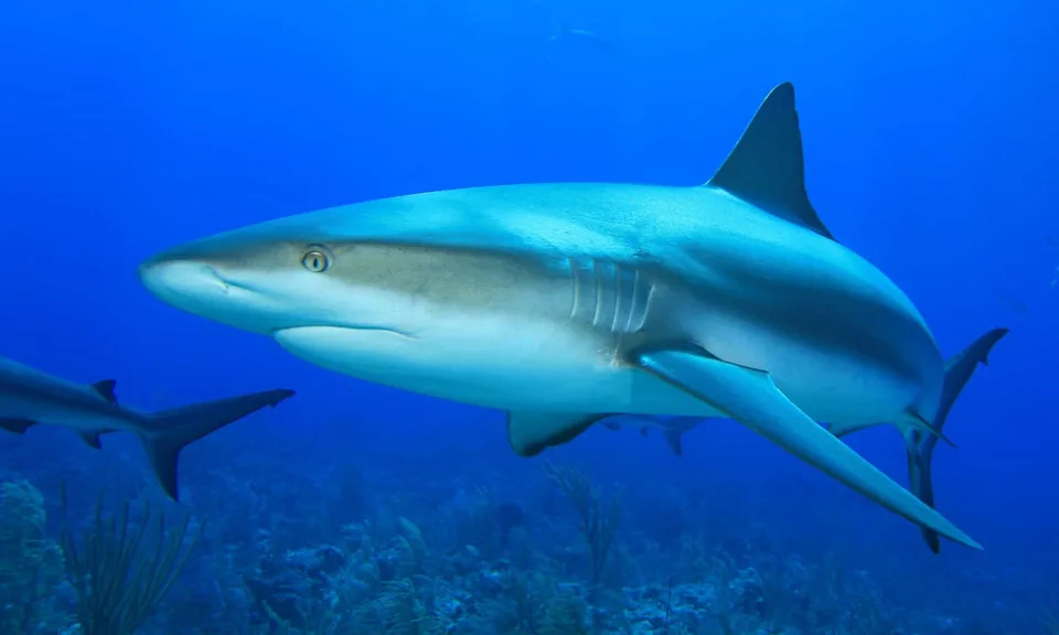 Study: Banning Shark Fishing Isn’t Enough — Food and Habitat Matter for Caribbean Reef Sharks
