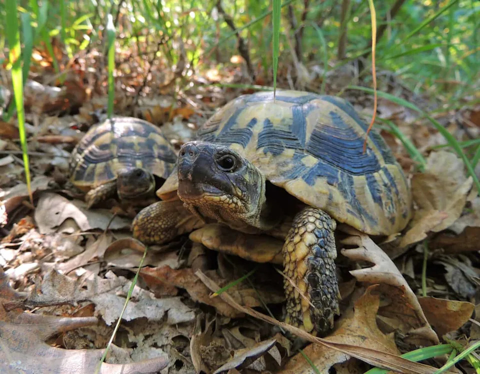 Nema Predatora, Mnogo Hrane — Pa Zašto Hermannove Kornjače Nestaju Sa Golem Grada?