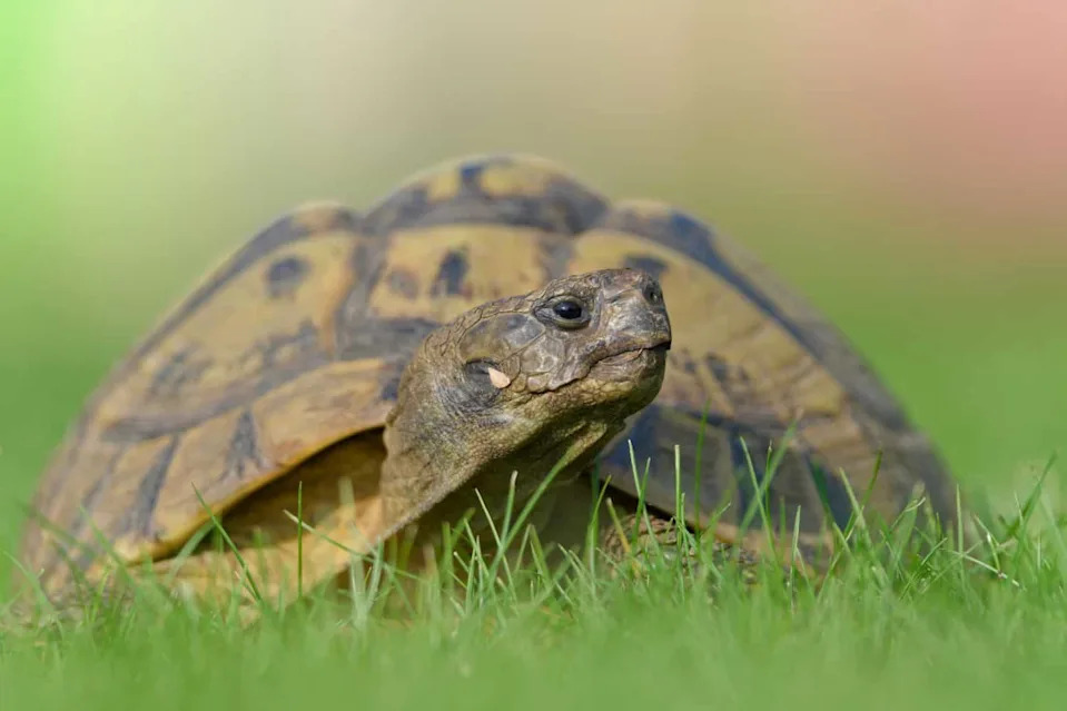 Nema Predatora, Mnogo Hrane — Pa Zašto Hermannove Kornjače Nestaju Sa Golem Grada?