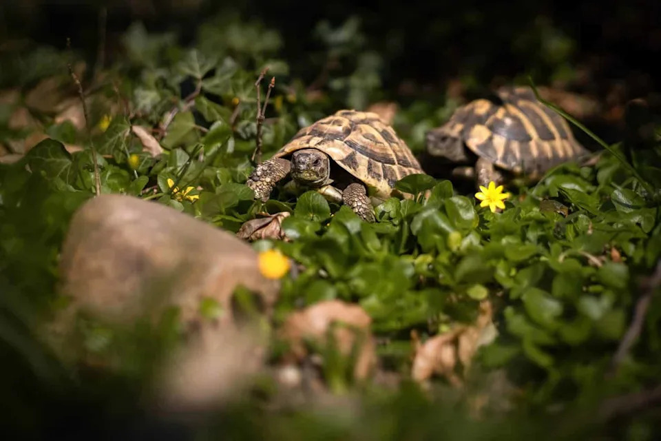 Nema Predatora, Mnogo Hrane — Pa Zašto Hermannove Kornjače Nestaju Sa Golem Grada?