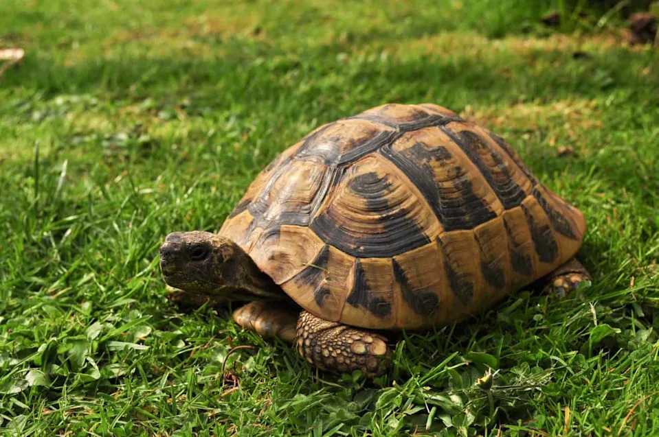 Nema Predatora, Mnogo Hrane — Pa Zašto Hermannove Kornjače Nestaju Sa Golem Grada?