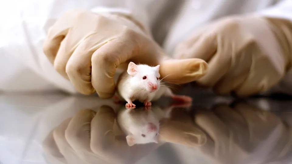 Crevni mikrobiom može povećati rizik od teže sepse — studija na miševima otkriva ključne bakterije