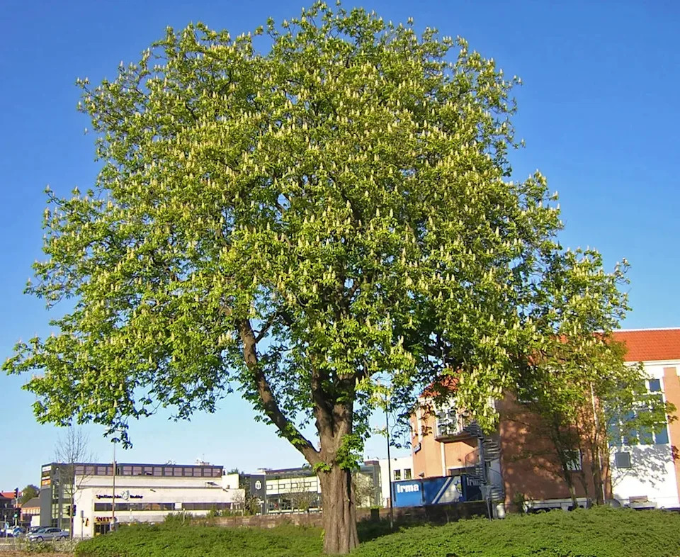 Turning Down the Heat: How U.S. Cities Use Trees, Parks and Green Roofs to Fight Urban Heat Islands
