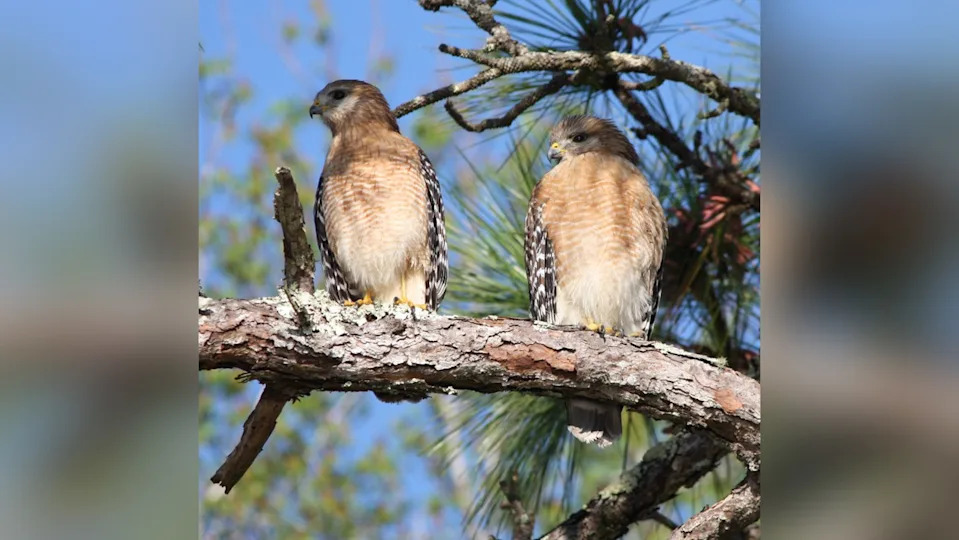 Florida Wildlife Watch: Volunteers Needed to Classify Trail-Cam Photos Across 6 Million Acres