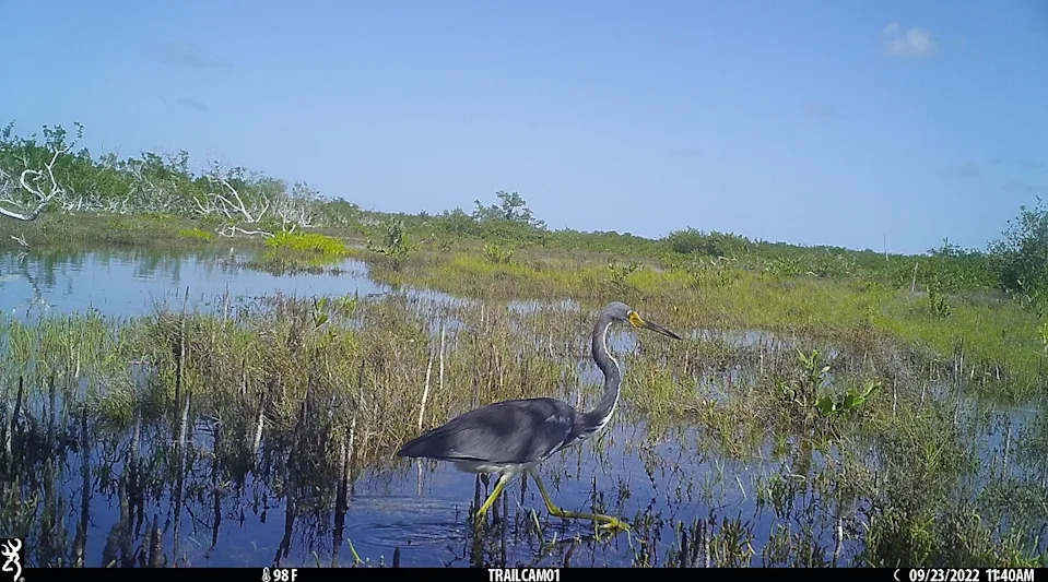 Florida Wildlife Watch: Volunteers Needed to Classify Trail-Cam Photos Across 6 Million Acres