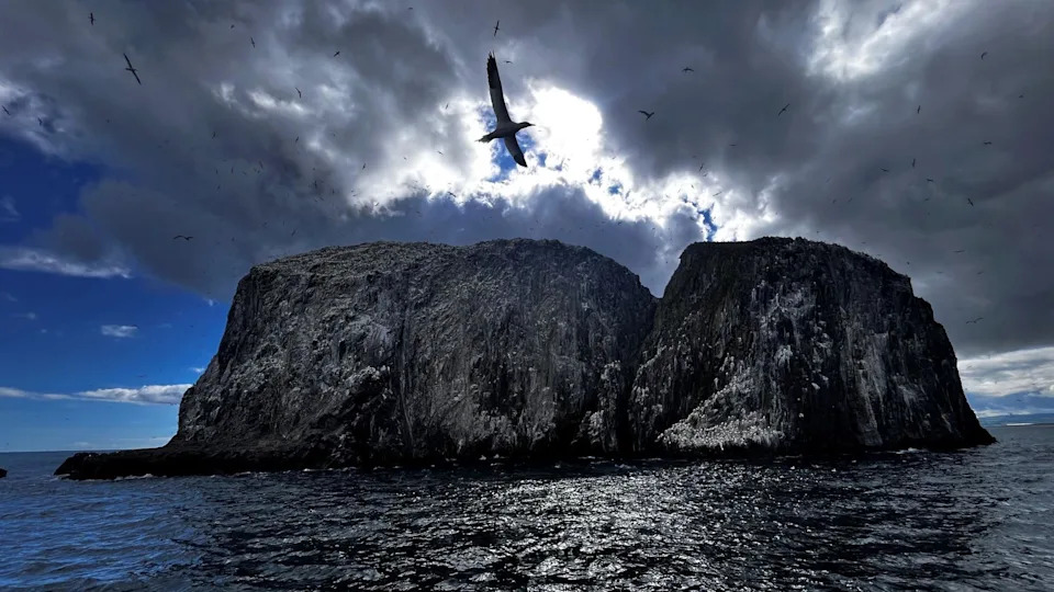Historic Transfer: RSPB Scotland Buys Bass Rock and Craigleith to Protect Declining Seabirds