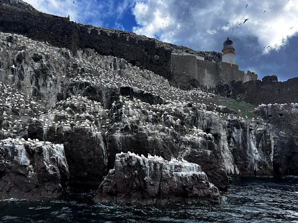 Historic Transfer: RSPB Scotland Buys Bass Rock and Craigleith to Protect Declining Seabirds