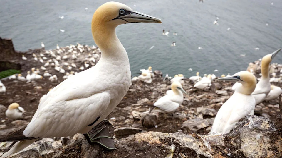 Historic Transfer: RSPB Scotland Buys Bass Rock and Craigleith to Protect Declining Seabirds