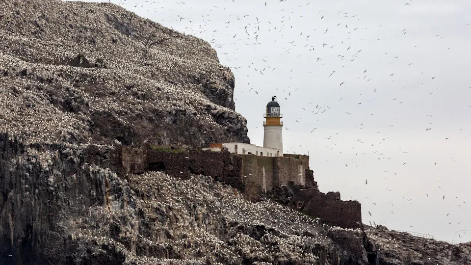 Historic Transfer: RSPB Scotland Buys Bass Rock and Craigleith to Protect Declining Seabirds