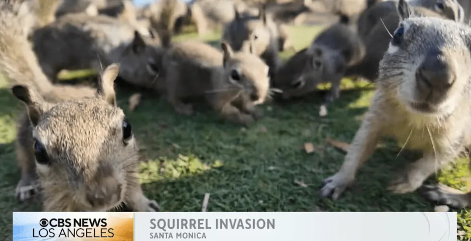 Santa Monica Asks Visitors to Stop Feeding Squirrels as Population Booms in Palisades Park