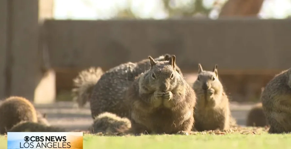 Santa Monica Asks Visitors to Stop Feeding Squirrels as Population Booms in Palisades Park