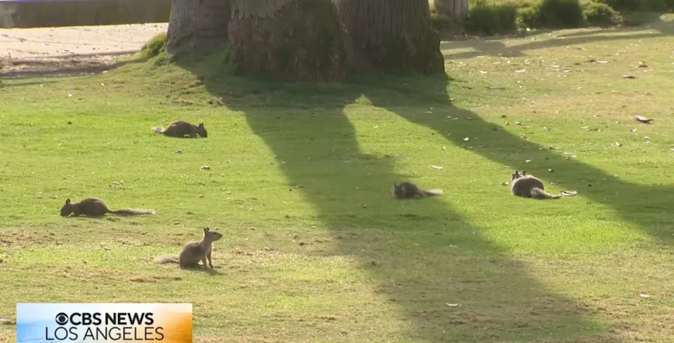 Santa Monica Asks Visitors to Stop Feeding Squirrels as Population Booms in Palisades Park