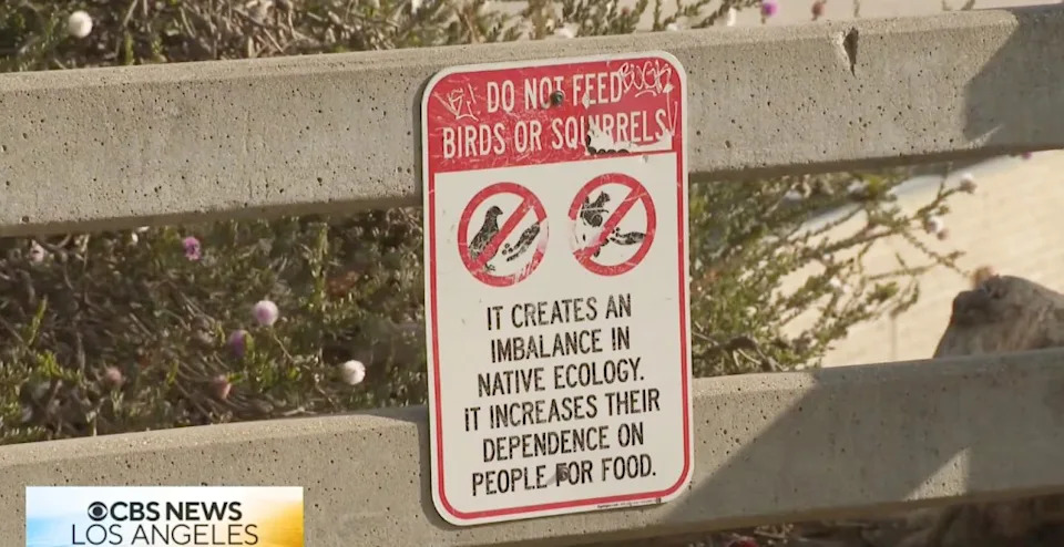 Santa Monica Asks Visitors to Stop Feeding Squirrels as Population Booms in Palisades Park