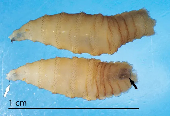Otkriven New World screwworm u Teksasu — 5 slučajeva, velike mere protiv širenja i rizik za stoku