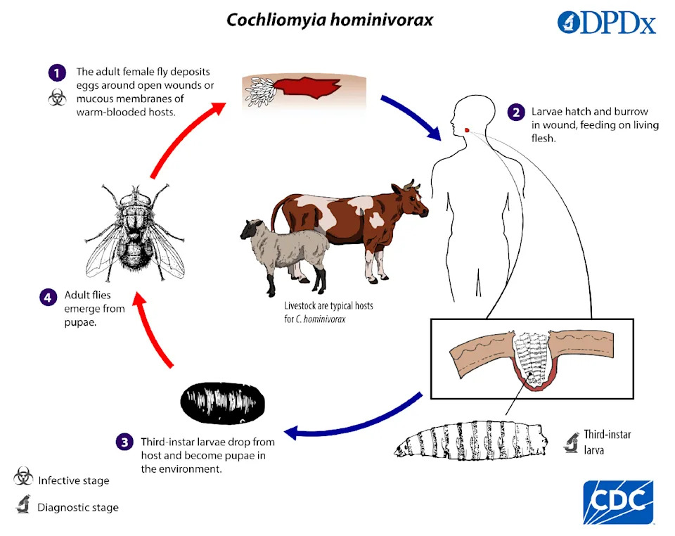 Otkriven New World screwworm u Teksasu — 5 slučajeva, velike mere protiv širenja i rizik za stoku