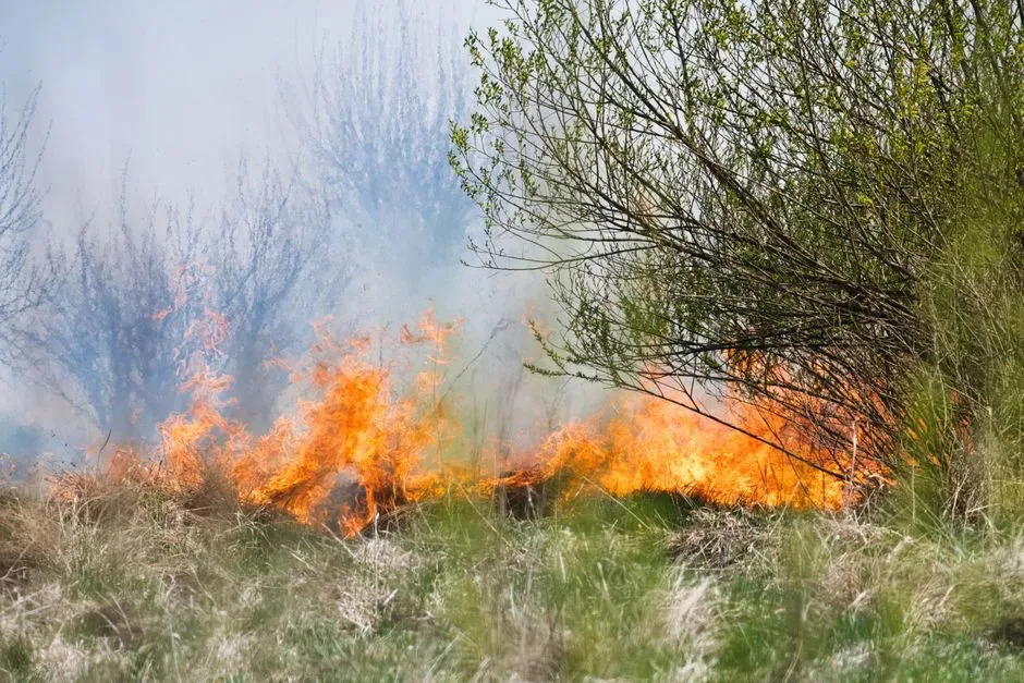 Kontrolisani Požari: Kako Planirano Spaljivanje Može Zaustaviti Katastrofalne Šumske Požare