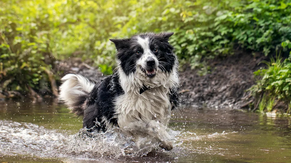 Veterinari Traže Zabranu Prodaje Spot‑On Proizvoda Protiv Buva Bez Recepta