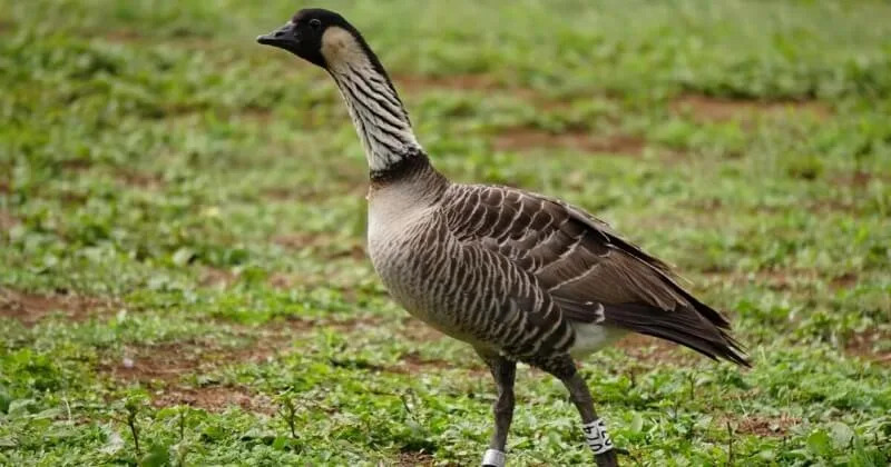 Hope Flies Home: Nēnē Reintroduced to Molokaʻi in Island Restoration Effort