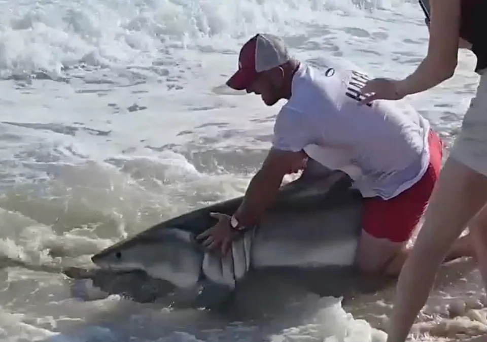 Nantucket Fisherman Wades In To Free Hooked Great White Shark