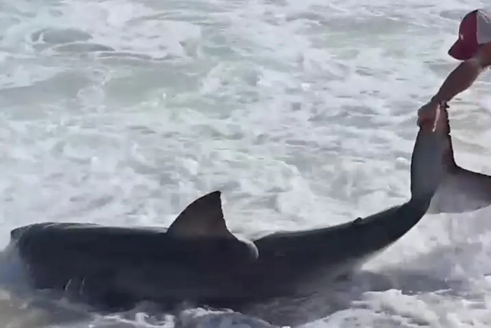 Nantucket Fisherman Wades In To Free Hooked Great White Shark