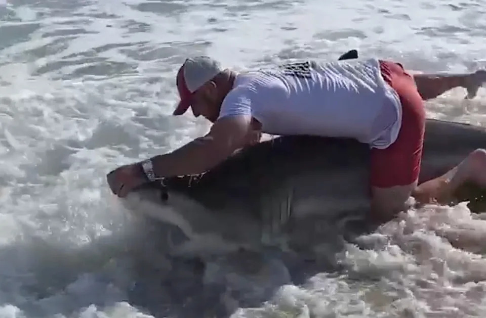 Nantucket Fisherman Wades In To Free Hooked Great White Shark