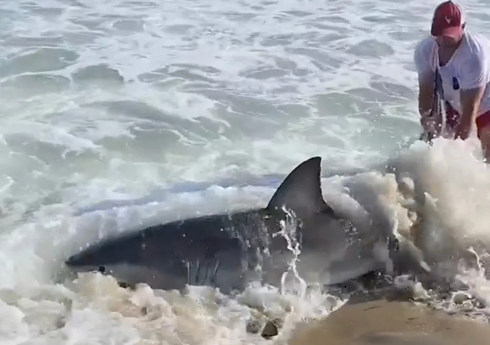 Nantucket Fisherman Wades In To Free Hooked Great White Shark