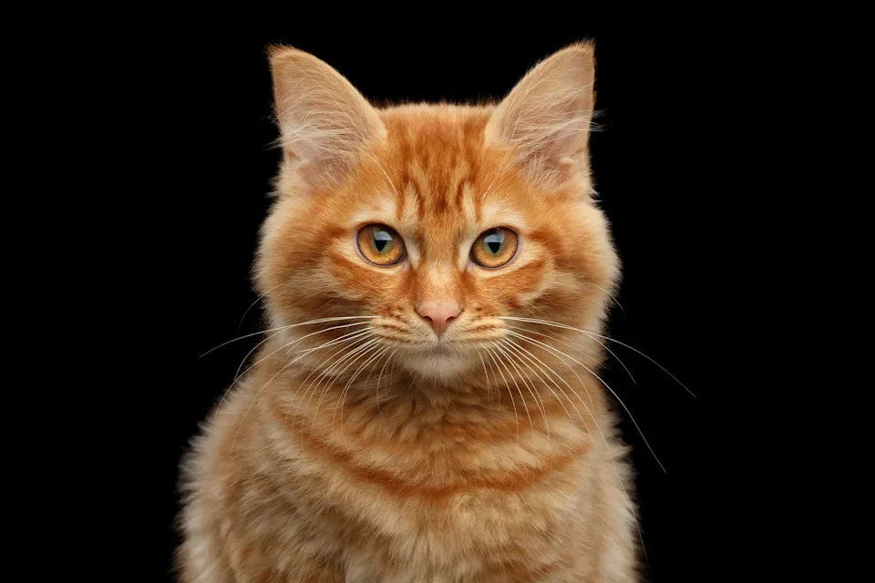 Kako Jedan Genetski „Prekidač“ Stvara Narandžaste, Calico I Tortoiseshell Mačke