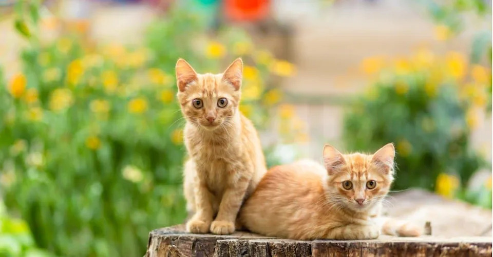 Kako Jedan Genetski „Prekidač“ Stvara Narandžaste, Calico I Tortoiseshell Mačke
