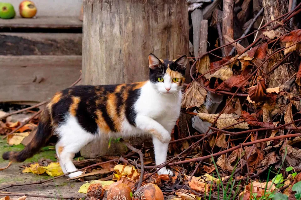 Kako Jedan Genetski „Prekidač“ Stvara Narandžaste, Calico I Tortoiseshell Mačke