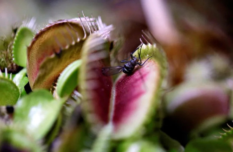 How the Venus Flytrap Snaps: Rapid Cell-Wall Softening Triggers Lightning-Fast Closure