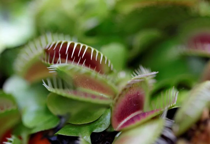 How the Venus Flytrap Snaps: Rapid Cell-Wall Softening Triggers Lightning-Fast Closure