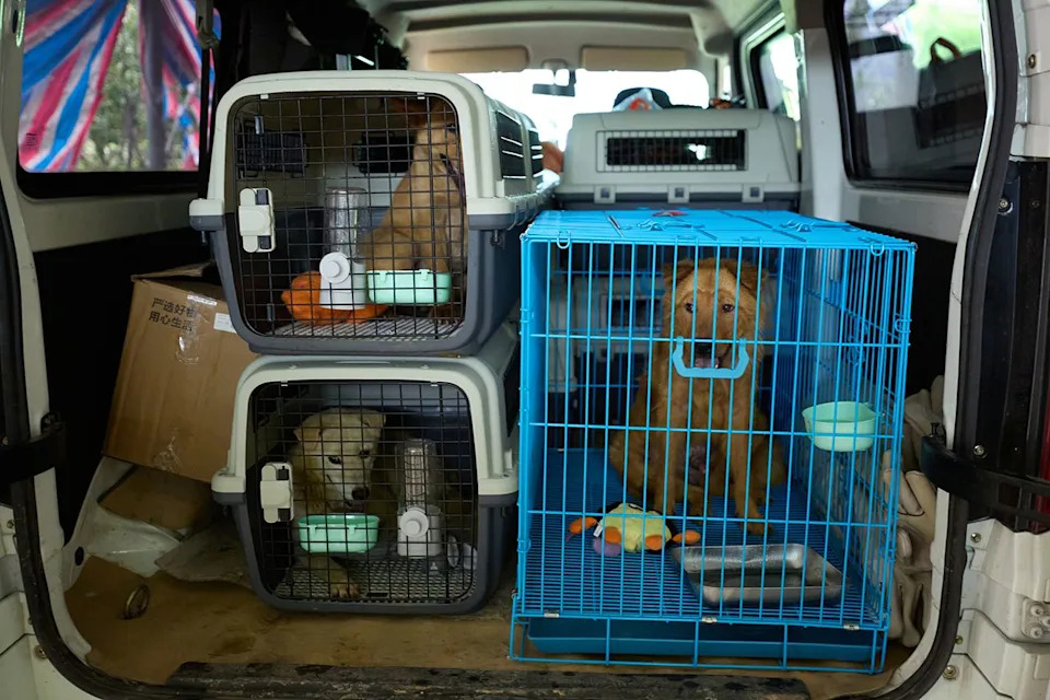 Zatvorena Klanica Pasa U Yulinu: Spašeno Devet Ljubimaca Pred Kontroverzni Festival