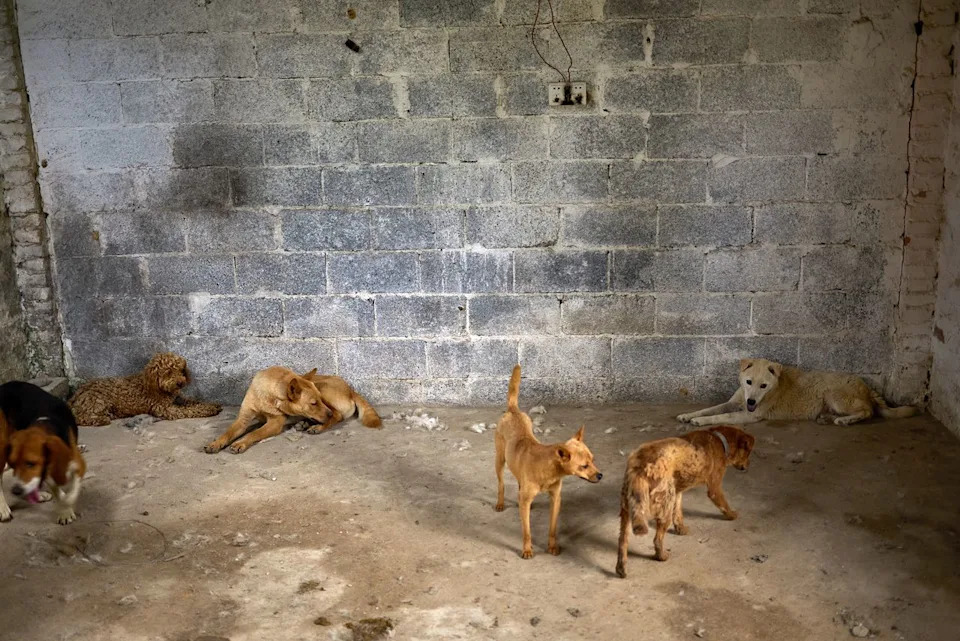 Zatvorena Klanica Pasa U Yulinu: Spašeno Devet Ljubimaca Pred Kontroverzni Festival