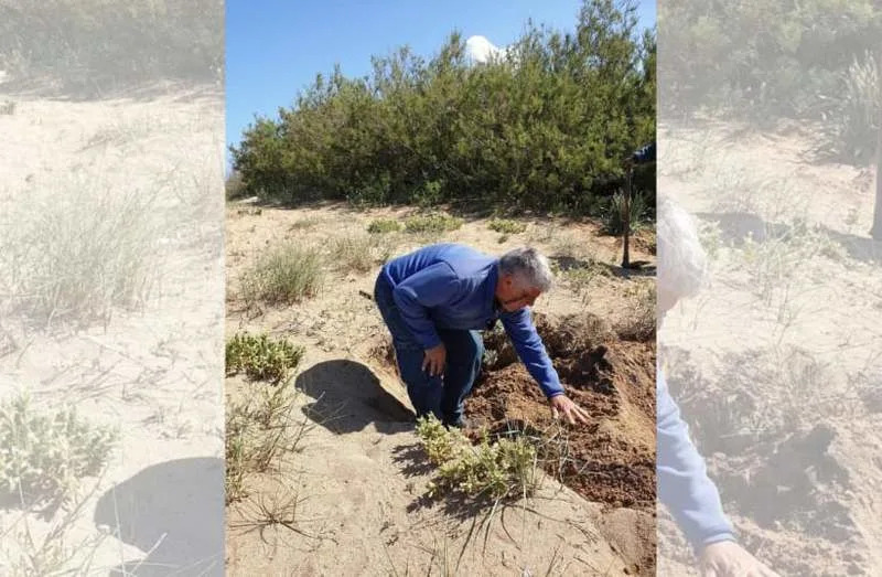 Raketski fragmenti teško oštetili parcelu retkog belog ljiljana na Carmelu