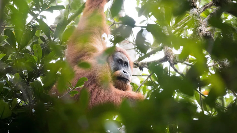 Ciklon Pojačan Klimatskim Promenama Ubio 7% Tapanuli Orangutana — 58 Jedinki Za Četiri Dana
