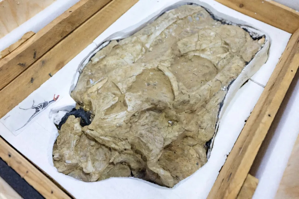 29 Kompleta Dinosauruskih Fosila Vraćeno Mongoliji — Među Njima Polu‑kompletan Tarbosaurus
