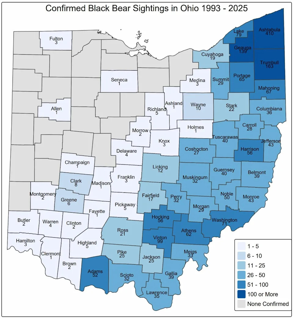 Nearly 600‑Pound Black Bear Collared in Ohio as Sightings Reach Record High