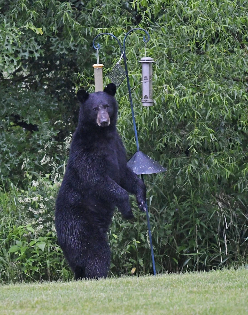 Nearly 600‑Pound Black Bear Collared in Ohio as Sightings Reach Record High