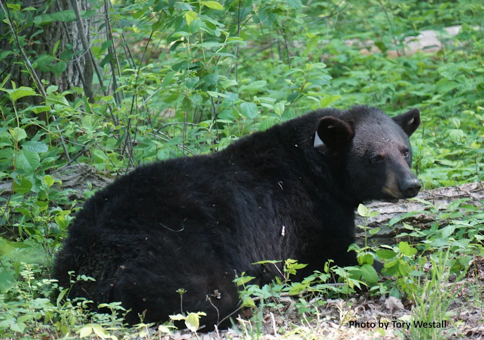 Nearly 600‑Pound Black Bear Collared in Ohio as Sightings Reach Record High