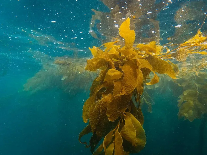 Ogromne kelp šume duž pacifičke obale — Zašto su u padu i kako ih možemo spasiti