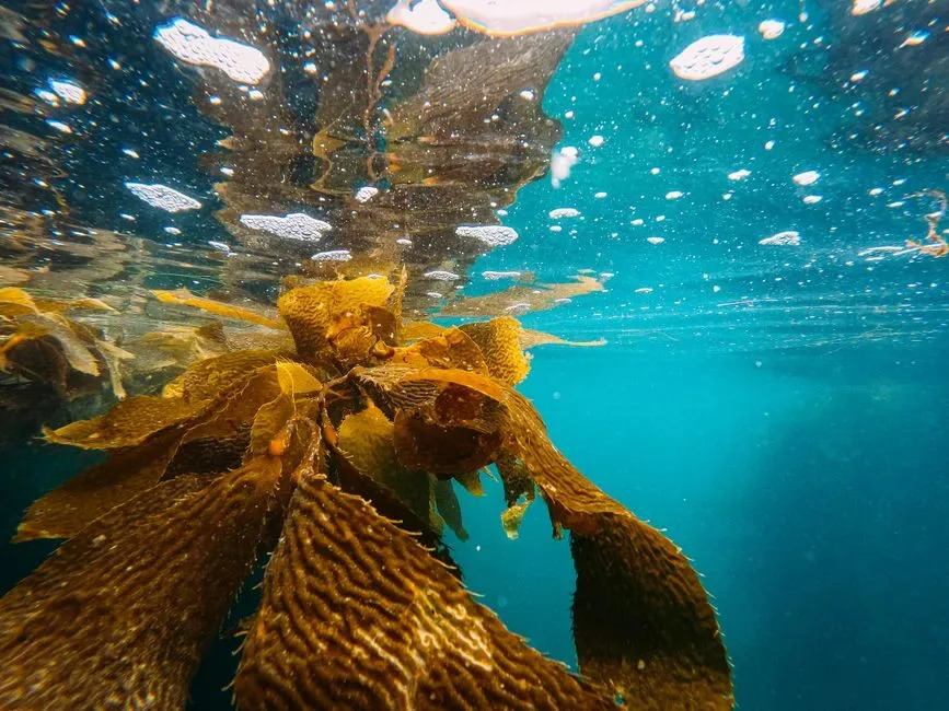 Ogromne kelp šume duž pacifičke obale — Zašto su u padu i kako ih možemo spasiti
