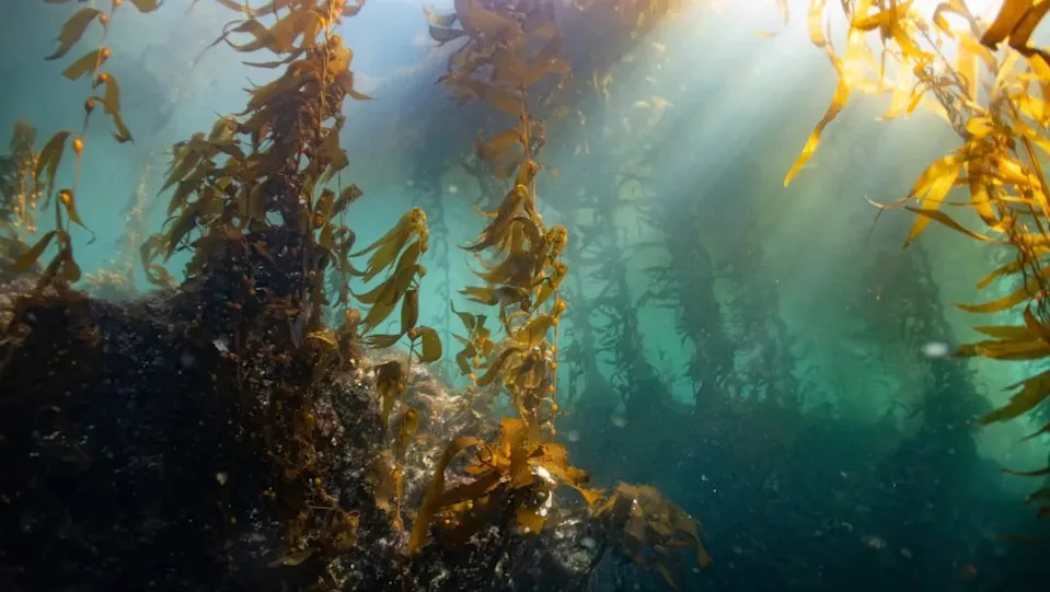 Ogromne kelp šume duž pacifičke obale — Zašto su u padu i kako ih možemo spasiti