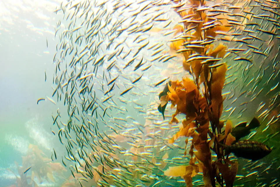 Ogromne kelp šume duž pacifičke obale — Zašto su u padu i kako ih možemo spasiti