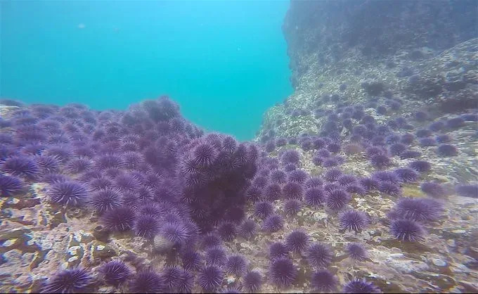 Ogromne kelp šume duž pacifičke obale — Zašto su u padu i kako ih možemo spasiti