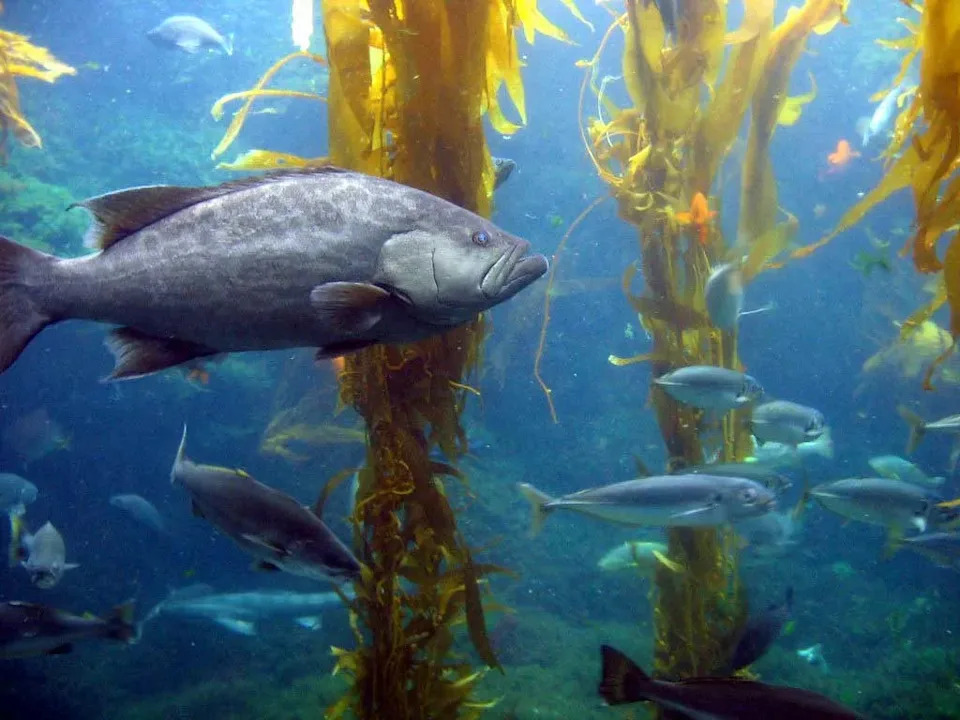 Ogromne kelp šume duž pacifičke obale — Zašto su u padu i kako ih možemo spasiti