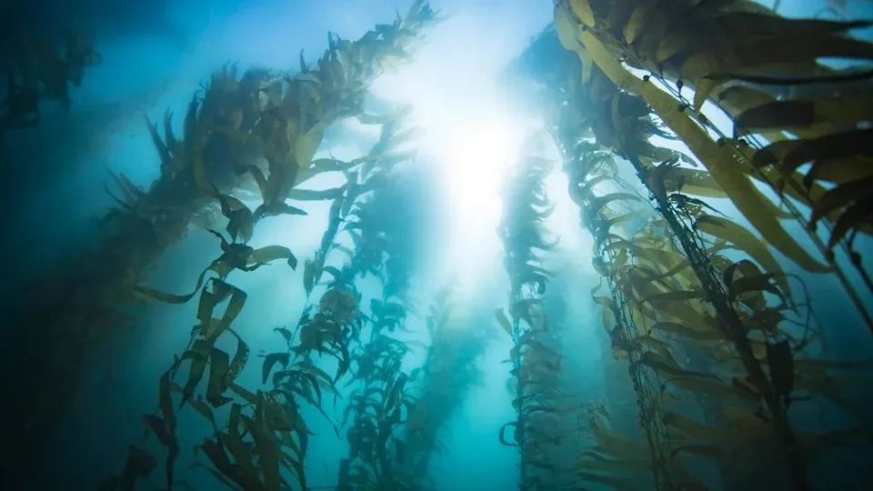 Ogromne kelp šume duž pacifičke obale — Zašto su u padu i kako ih možemo spasiti