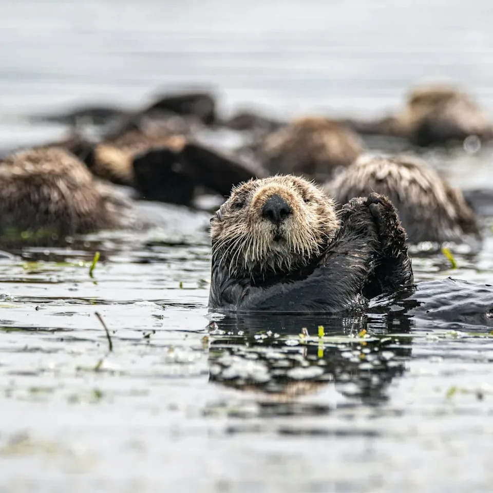 Ogromne kelp šume duž pacifičke obale — Zašto su u padu i kako ih možemo spasiti