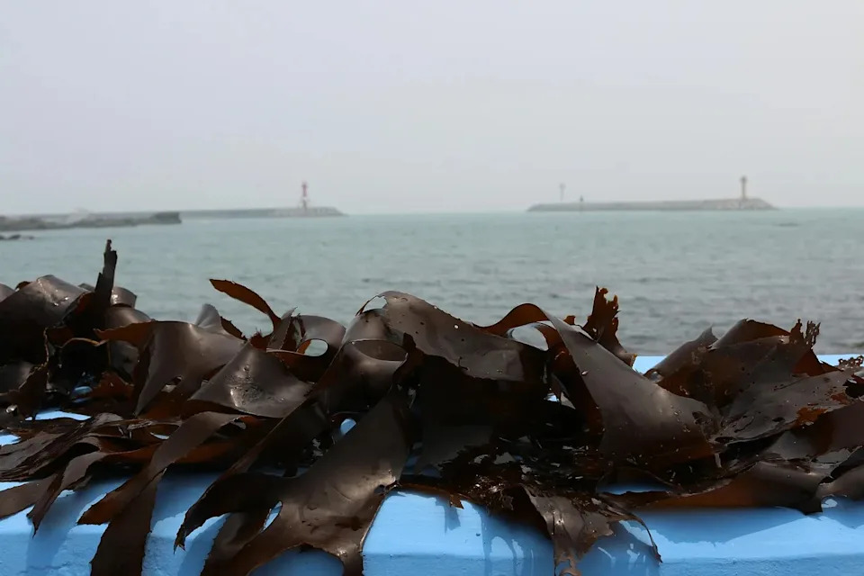 Ogromne kelp šume duž pacifičke obale — Zašto su u padu i kako ih možemo spasiti